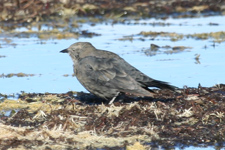 Brewers Blackbird